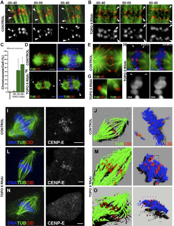 Figure 3. Characterization of Microtubule–Kinetochore Attachment in TOPO II–Depleted Cells