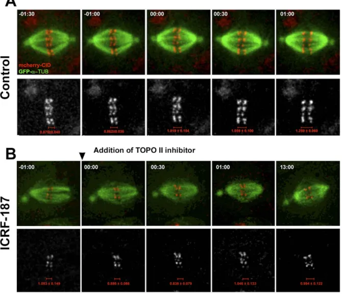 Figure 4. In Vivo Analysis of Centromere Segregation in S2 cells after Incubation with TOPO II Inhibitors