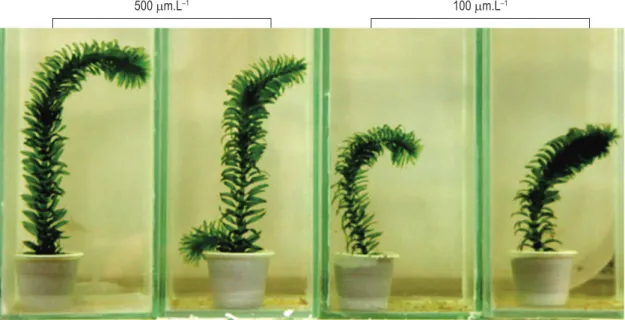 Figure 2. Picture of E. densa, after 21 days growing in two alkalinity treatments.