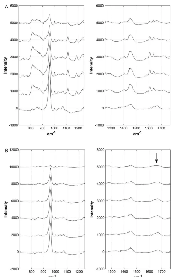 Fig. 2 – The differences in the penetration of All-Bond 2 after 7 d are discernible between the coronal region (A) and the middle part of the root canal preparation (B)