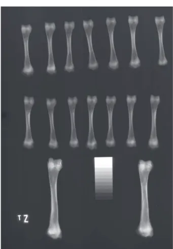 Table 3 – Mean (± standard deviation) calcium serum  levels (mg/dL) of broilers supplied with iltered or uniltered  water between 14 and 45 days of age.