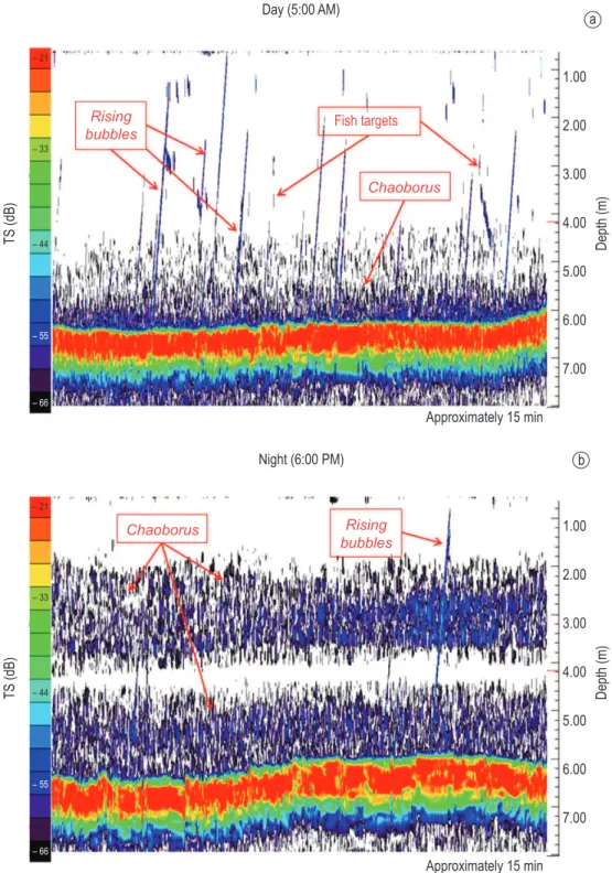 Figure 6. Excerpts of echograms collected by stationary hydroacoustic in Nado reservoir on 09 June 2008, showing  the vertical distribution of Chaoborus larvae during the day (a - 5:00 PM) and night (b - 6:00 PM)