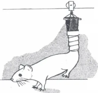 Figure 1. Details of rat’s tail suspension model of hindlimb unloading in experimental groups 1 through 5.