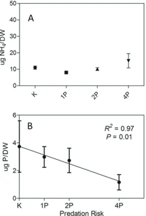 Figure  3. Excretion rates of amonium (A) and ortho- ortho-phosphate (B) along treatments K (control), 1P  (1 preda-tor added), 2P (addition of 2 preda(1 preda-tors) and 4P (addition  of 4 predators)