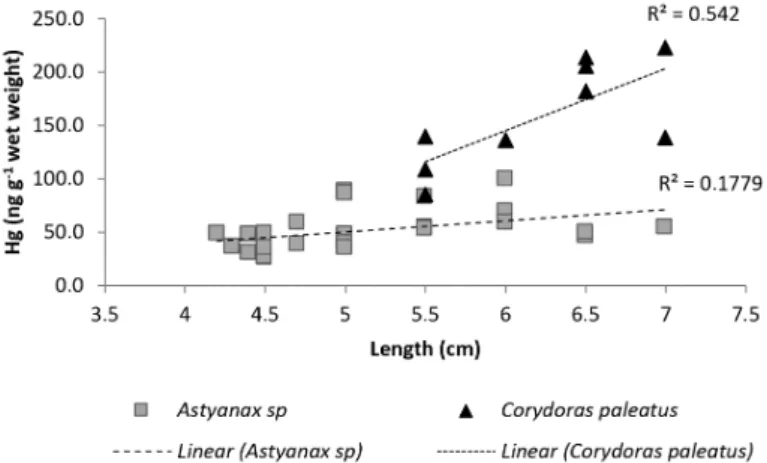 Figure 2. Relation between Hg concentration in Astyanax sp (n = 25) and Corydoras paleatus (n = 10) tissues and  sizes sampled from a paddy.