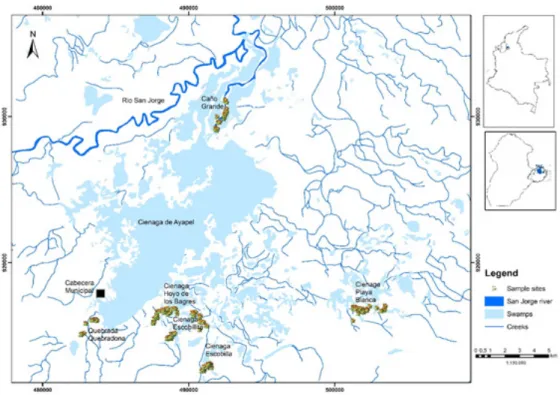 Figure 1. Sampling sites in Ayapel swamp complex: Caño Grande (CG), Quebrada (QQ) Quebradona, Hoyo los  Bagres Swamp (HBS), Escobillita Swamp (EtS), Escobillas Swamp (EIS) and Playa Blanca Swamp (PBS).