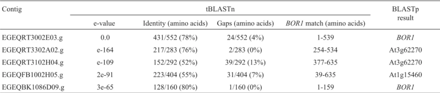 Table 1 - Eucalypt EST contigs related to BOR1 in tBLASTn search showing their respective e-value, identity, number of gaps and shared region with the query protein