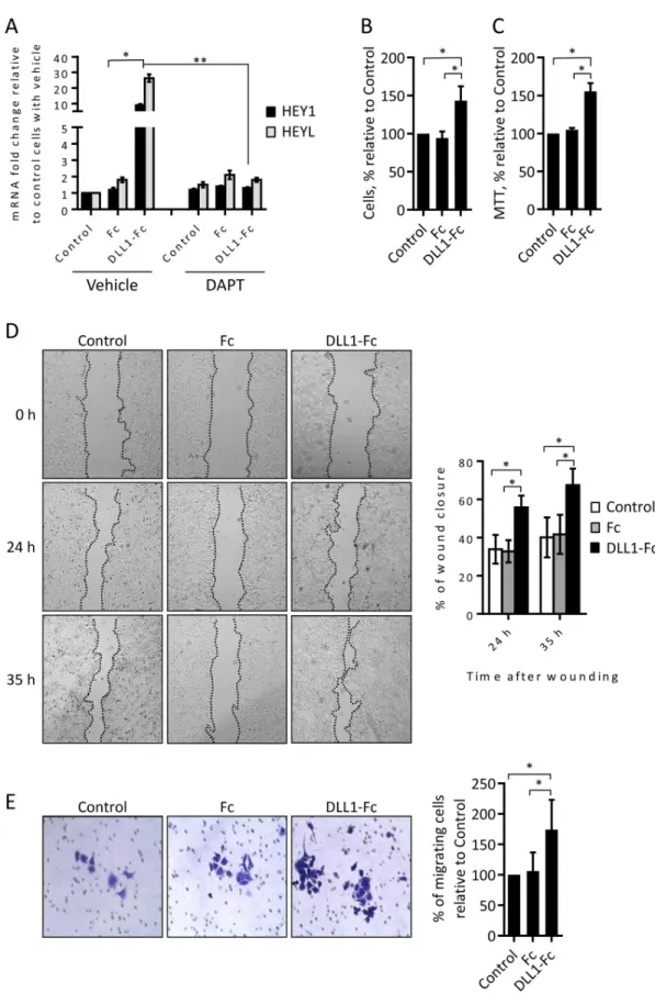 Fig 6. Human recombinant DLL1 activates the Notch pathway and promotes MCF-7 cell proliferation and migration.