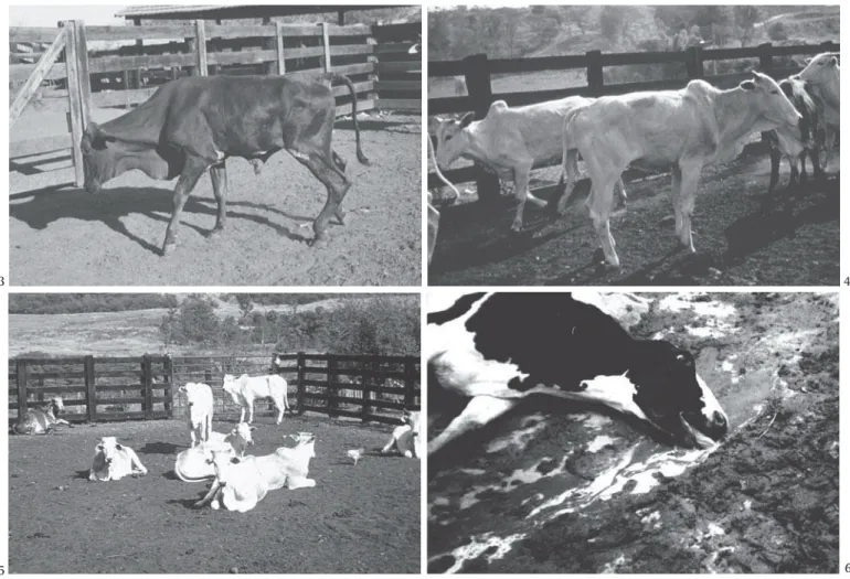 Fig. 4. Bovino, afetado pelo botulismo em face da ingestão de cama de frango contaminada, com dificuldade na locomoção e  apre-sentando emboletamento das extremidades dos membros  pos-teriores (Araraquara, SP).