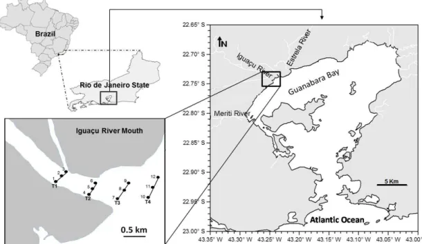 Figure 1. Transects at the mouth of Iguaçu River, northwestern sector of Guanabara bay-Rio de Janeiro, Brazil