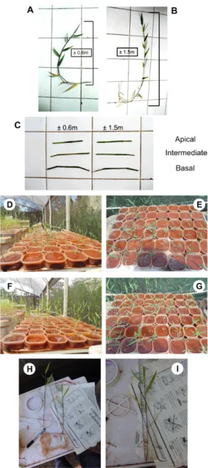 Figure 1. Pictures of parental size and propagules’ 