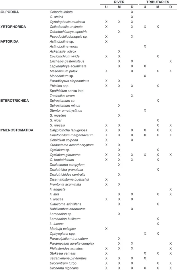 Table 1. Ciliate species list recorded in distinct environments – main river and tributaries – of the Upper Paraná  River Floodplain, between 2013 and 2015.