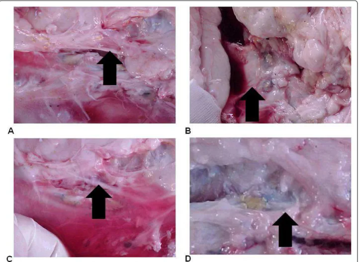 Figure 2 (A) Aspect of the patch at the postoperative period (animal 3). (B) Aspect of the patch at the postoperative period (animal 7)