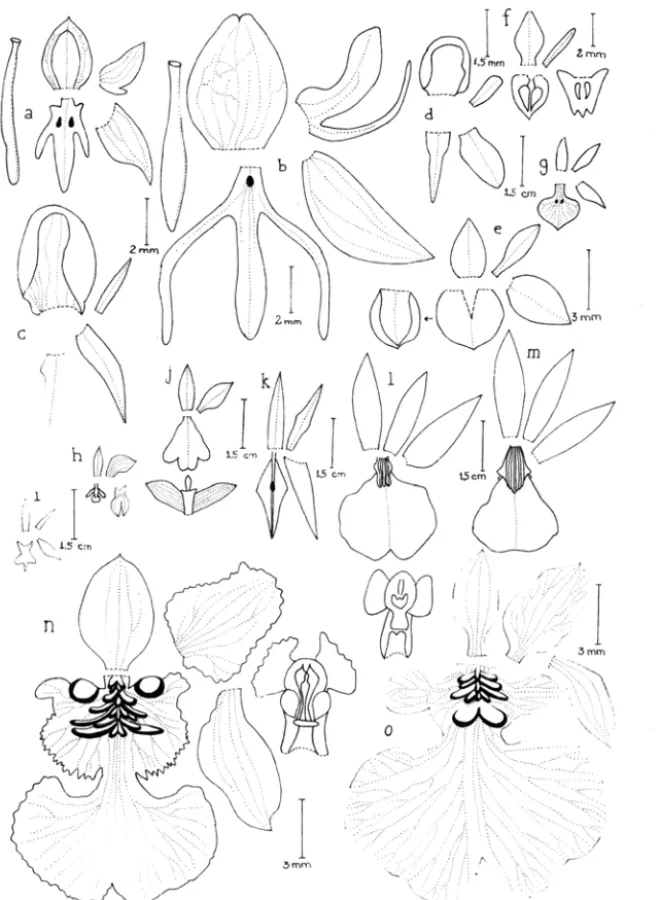 Figure 2:  a - Habenaria umbraticola,  b - H . rupiCOÚl, c - Prest:c:tia montana, d - P