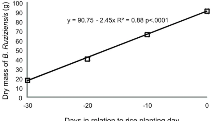 Figure 2 - Dry mass accumulation from plants of Brachiaria ruziziensis (grams per pot), considering days in relation of rice planting day