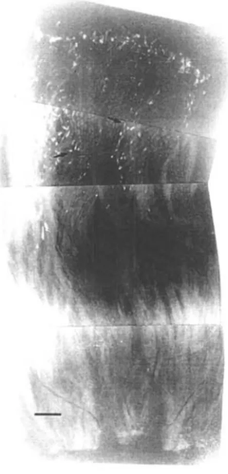 Figura  2.  Secção  do  estigma  e  estilete  de  Miconia  ciliata, evidenciando a interrupção dos  tubos  polínicos  (setas),  na  terça  parte  superior  do  estilete,  após  48  horas  de  auto-polini zação