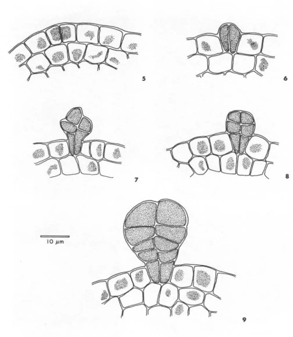 Figura  5-9.  Baccharis  dracunculifolia.  Desenvolvimento  do  tricoma  glandular,  a  partir de  uma  célula  epidérmica do  primórdio foliar