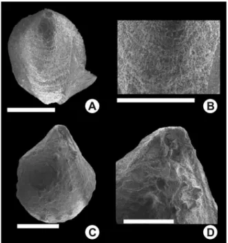 Figura 6 - Espécimes de Bouchardia sp., provenien- provenien-tes do poço 2-PN-1-RS. A- Vista ventral de espécime  articulado,  mostrando  a  superfície  da  concha,  com  textura granular, por dissolução da calcita, espécime  DZP-18674