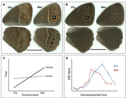 Figure  1.2-  Seasonal  polyphenism  in  B.  anynana.  In  the  lab,  lower  developmental  temperatures  (e.g