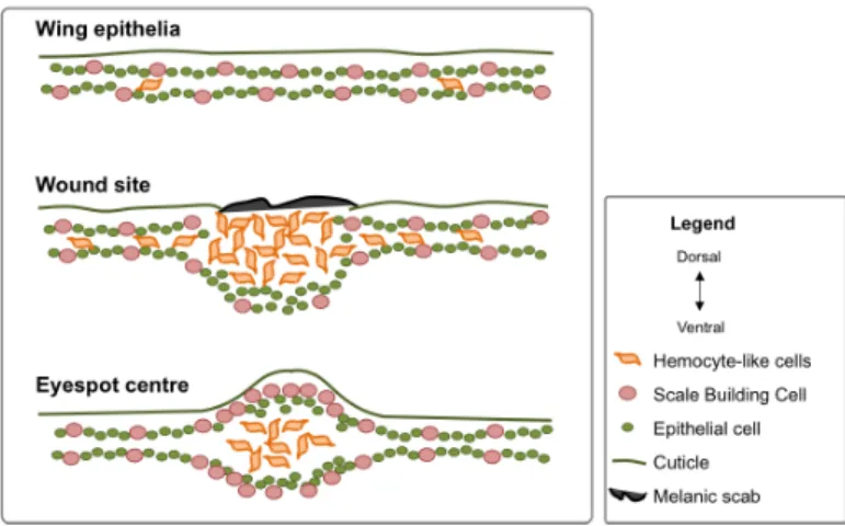 Figure  2.8-  Scheme  of  cellular  structure  of  wing  epithelia,  wound  site  and  presumptive  eyespot  center
