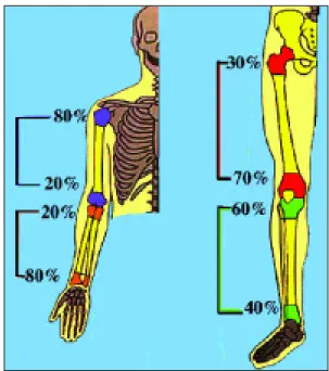 Figura 1.Cartilagens de crescimento dos ossos longos dos membros, com respectiva proporção no crescimento ósseo até à fase adulta.