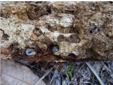 Figure 1. Larvae of Scarabaeidae sampled in logs, in Aquidauana, MS, from  March 2011 to April 2012.