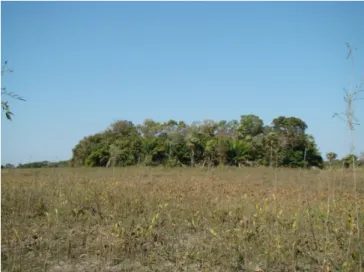 Figure 1. Studied natural patch of forest vegetation (forest islet). Vegetation  of fragments is primarily composed of riparian forest and Chaco species at  the edges, and species typical of deciduous and semi-deciduous forests in its  central portion, São