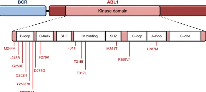 Figure 1 Map of the most recurrent amino acid substitutions in the BCr-aBL1 kinase domain in ph+ clinical samples.