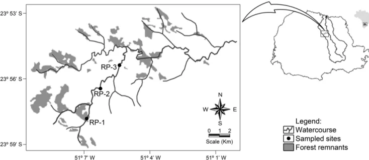 Figure 2. Sampled segments in the Rio Preto stream (RP), conservation status of forest remnants of Atlantic Rain Forest biome and the location of Tibagi river  basin in the Paraná State, Brazil