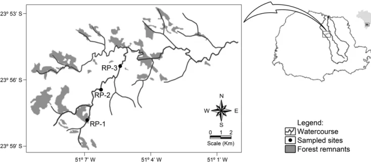 Figure 2. Sampled segments in the Rio Preto stream (RP), conservation status of forest remnants of Atlantic Rain Forest biome and the location of Tibagi river  basin in the Paraná State, Brazil