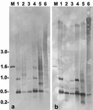 Fig. 1. Consensus sequence of the 5S rDNA repeats of S. marmoratus. The 5S rRNA gene coding sequence is in boldface type, the primer (5SA and 5SB) regions are underlined and TATA-like elements are in lower case