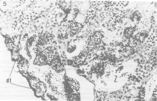 FIG. 5. Testículo de alevinos (2-SA - 120 dias), apresentando cistos de espermatozóides (cz), espermatozóides livres situados no lume tubular (z) e no interior do ducto testicular (dt), (H/E, 200X).