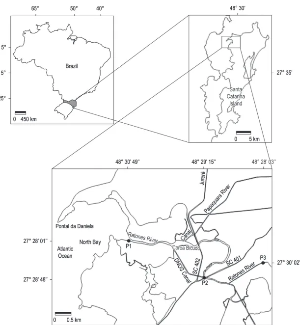 Figure 1. Ratones River and the three sampling stations (P1, P2, P3), Santa Catarina Island, Brazil.