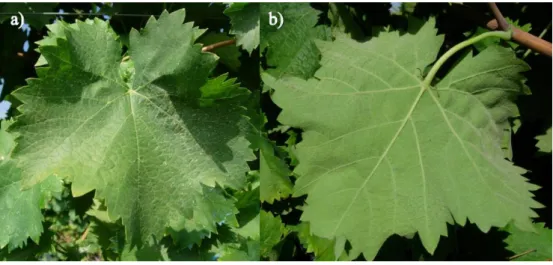 Figure 4 a) Top page of a Sagrantino variety leaf; b) Lower page of a Sagrantino variety leaf (Palliotti  et al., 2007a)