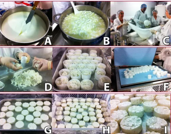Figure 5  represented of production of fresh cheese. 