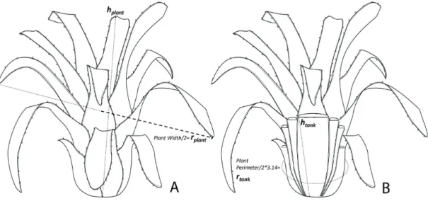 Figure 2. Morphometric parameters measured in the plants (A) and bromeliad tank (B). Dashed lines represent  plant measures used in our study.
