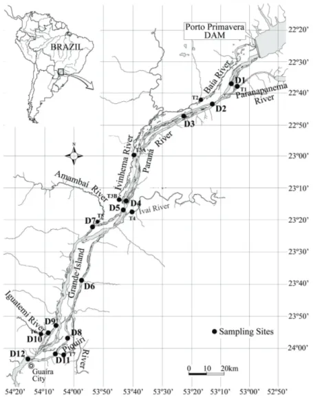 Figure 1. Sampling sites in the Upper Paraná River considering different distances from the Porto Primavera dam  and its tributaries