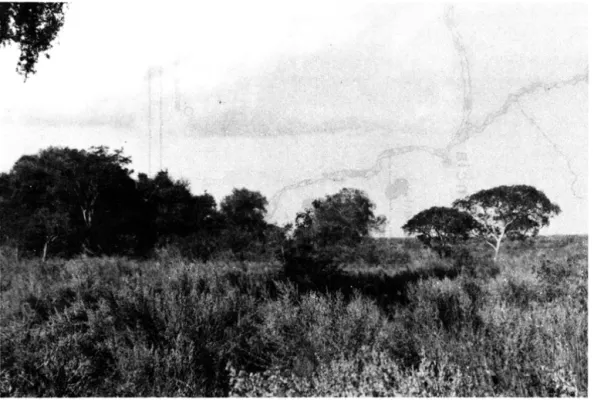 Figura 2:  Aspccto  dei  bosque  subtropical  dei  escarpe  occidental,  río  Paraná.  Nótese  el  valle  dc  inundación  dei  río  (&#34;banados&#34;) al  fondo 