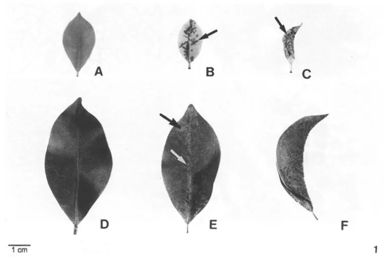 Fig.  2 shows a trichome on the adaxial surface. 