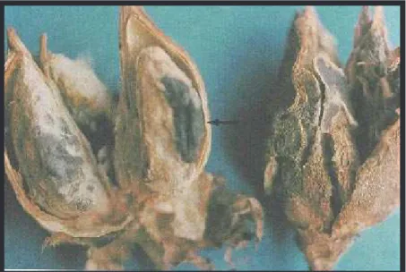 FIG. 2. Micélio e escleródio (    ) de Sclerotinia sclerotiorum no interior do capulho .