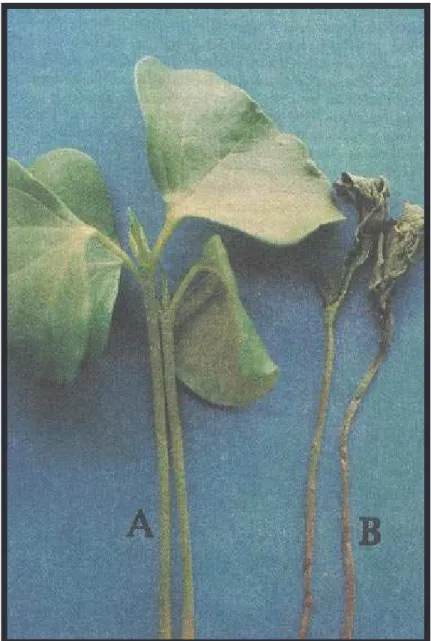 FIG. 3. Plantas de algodão Deltapine sadias (A) e infectadas pelo fungo Sclerotinia sclerotiorum  (B).