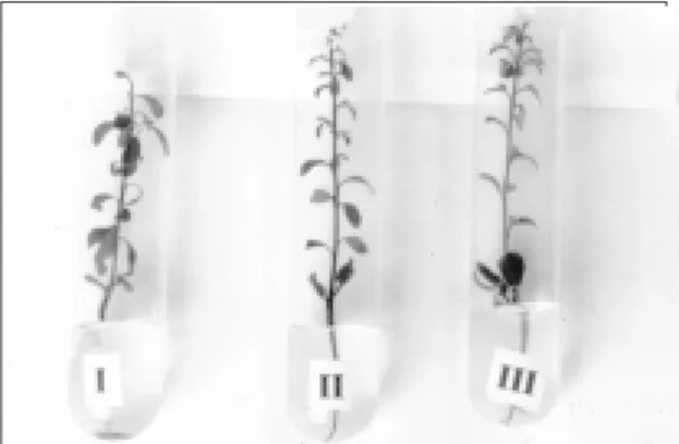 FIG. 1. Plântulas zigóticas nos respectivos estádios de desenvolvimento embrionário e suas  localizações no interior da semente: I e II  cotiledonar / no interior da semente; III  -cotiledonar / na região micropilar da  semen-te