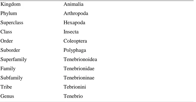 Table 1 –Tenebrio sp. taxonomic classification (Bousquet, 1990; Bousquet &amp; Campbell, 1861; Capinera, 2008; 