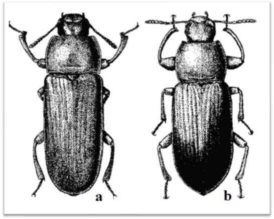 Figure 2 – Beetle of Tenebrio spp. (a) T. molitor (b) T. obscurus (Adapted from Robinson (2005))
