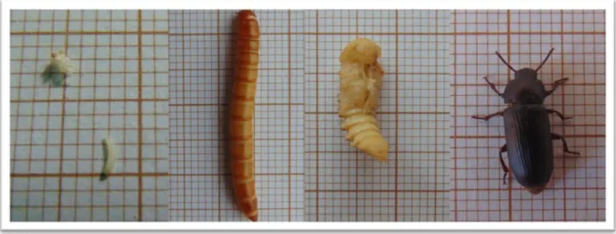 Figure 3 – Life cycle of the Tenebrio molitor; egg and larva, larva, pupa, and beetle (left to right)