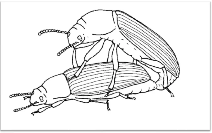 Figure 4 – Tenebrio molitor copulation, the female extrudes the ovipositor and the male, on the female’s  back, extrudes the aedeagus (adapted from Font &amp; Desfilis (2003))