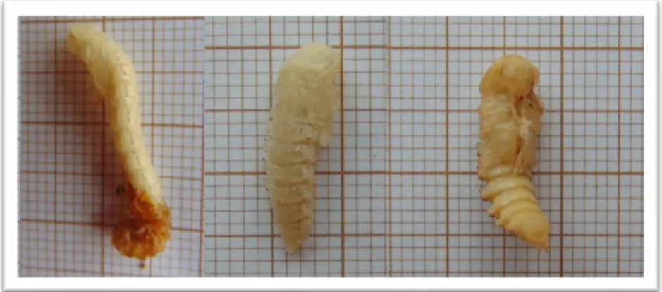 Figure 7 – Pupae of Tenebrio molitor; emerging from larvae (left); newly emerged (centre); “mature” (right)