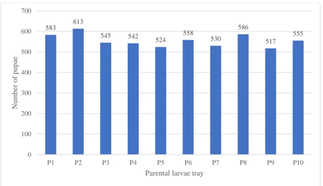 Figure 16 – Total number of pupae collected per parental larvae tray (P1- P10) during the 21 days