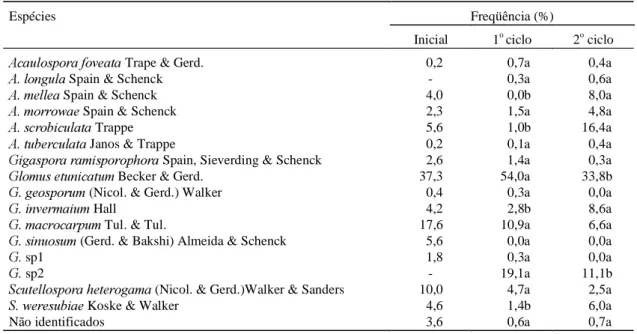 TABELA 4. Freqüência de ocorrência das espécies de fungos micorrízicos arbusculares, avaliada a partir de esporos coletados na ocasião do preparo inicial do solo e após dois ciclos de cultivo, o primeiro com 82 dias de crescimento de leguminosas e sorgo, e