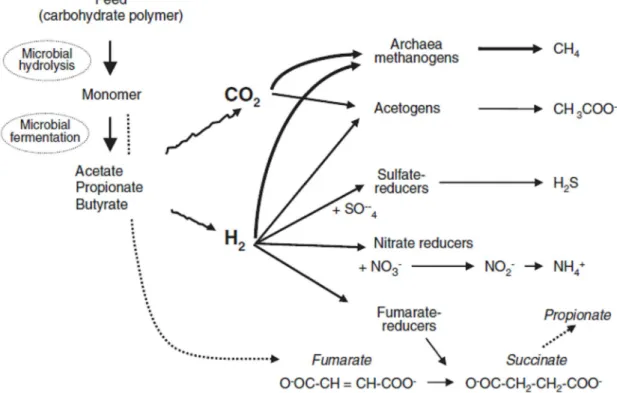 Figure 2. Schematic microbial fermentation of feed polysaccharides and H 2  reduction  pathways in the rumen (Morgavi et al., 2010)